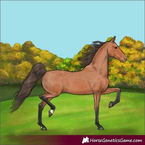 Horse Color:Bay Appaloosa