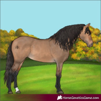 Horse Color:Bay Dun 