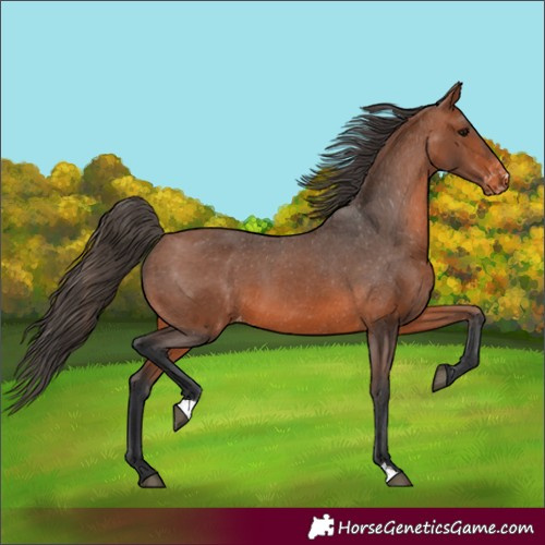 Horse Color:Bay Appaloosa 