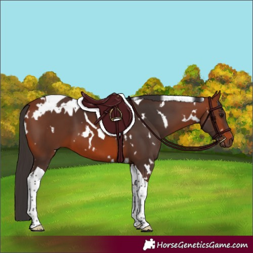 Horse Color:White Spotted Bay Tobiano