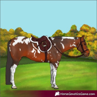 Horse Color:White Spotted Bay Tobiano 