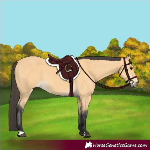 Horse Color:Buckskin 