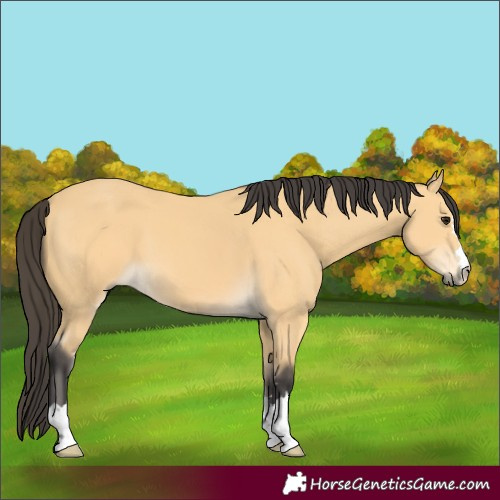 Horse Color:Buckskin 