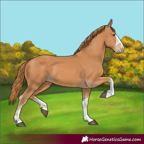 Horse Color:Chestnut 
