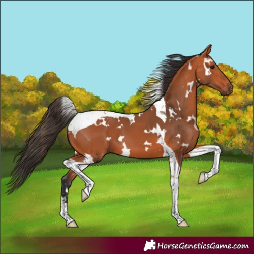 Horse Color:White Spotted Bay Tobiano 