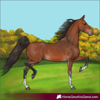 Horse Color:Bay Sabino 