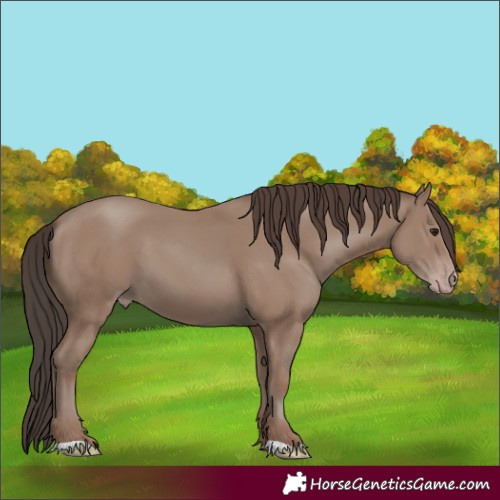 Horse Color:Classic Champagne