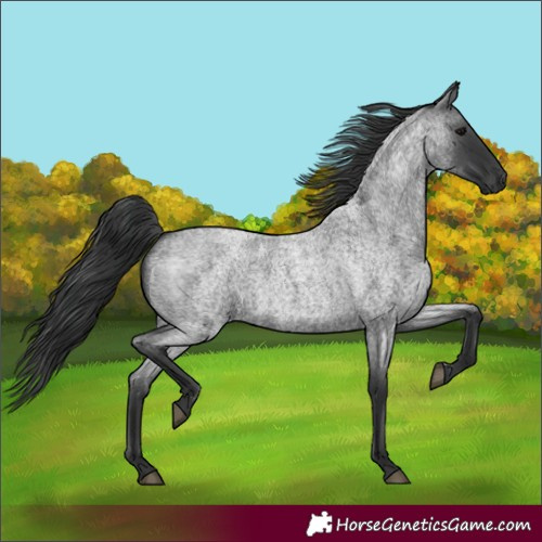 Horse Color:Blue Roan 