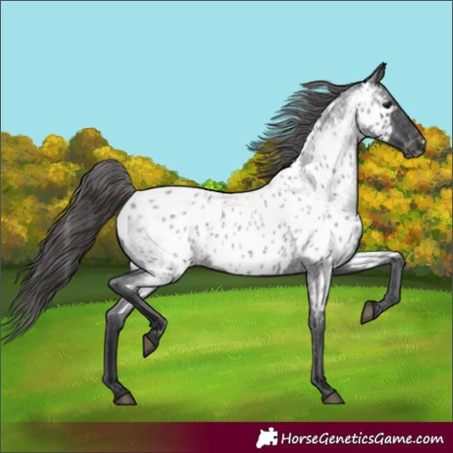 Horse Color:Blue Roan Appaloosa 