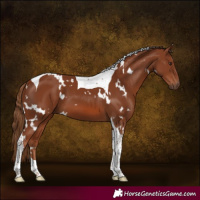 Horse Color:White Spotted Chestnut Tobiano 