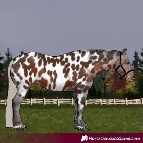 Horse Color:Liver Chestnut Appaloosa Rabicano 