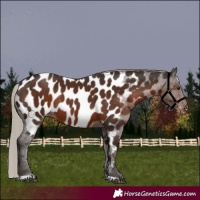 Horse Color:Liver Chestnut Appaloosa Rabicano 