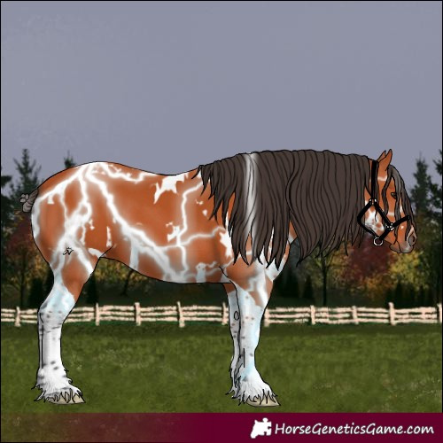 Horse Color:White Spotted Bay Tobiano