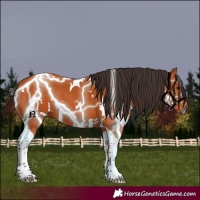 Horse Color:White Spotted Bay Tobiano
