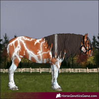 Horse Color:White Spotted Bay Tobiano