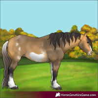 Horse Color:White Spotted Buckskin Frame