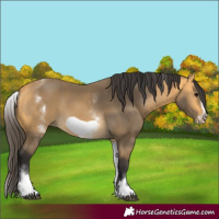 Horse Color:White Spotted Buckskin Frame