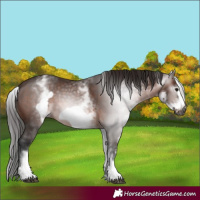 Horse Color:Gray White Spotted Bay Frame 