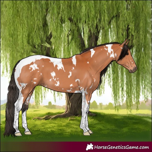 Horse Color:White Spotted Bay Tobiano 