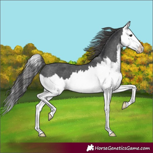 Horse Color:Black Splash Appaloosa 