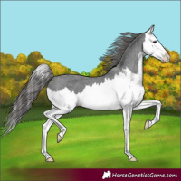 Horse Color:Black Splash Appaloosa 