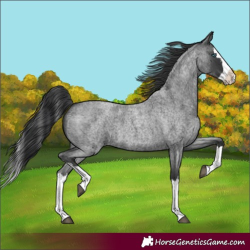 Horse Color:Blue Roan Splash 