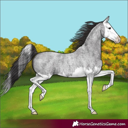 Horse Color:Smoky Blue Roan Splash 