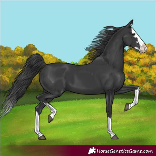Horse Color:Black Splash 