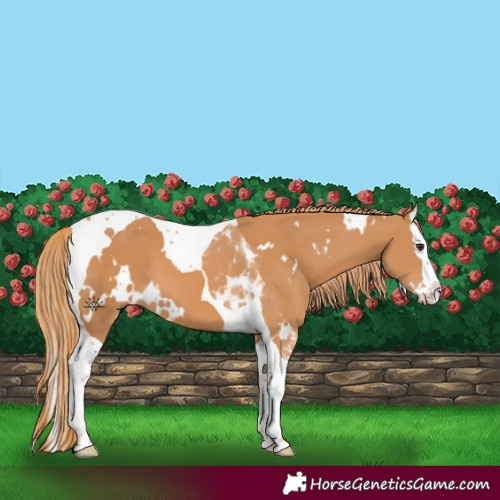 Horse Color:White Spotted Chestnut Splash Tobiano 