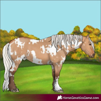 Horse Color:White Spotted Silver Bay Dun