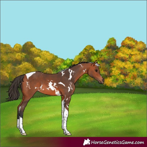 Horse Color:White Spotted Bay Tobiano 