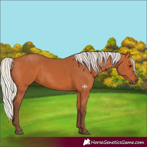 Horse Color:Silver Bay 