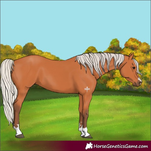 Horse Color:Silver Bay 