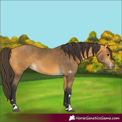 Horse Color:Buckskin 