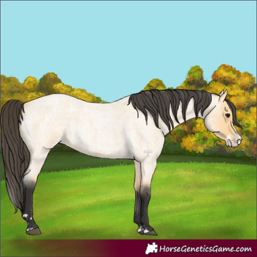 Horse Color:Buckskin Roan Splash 