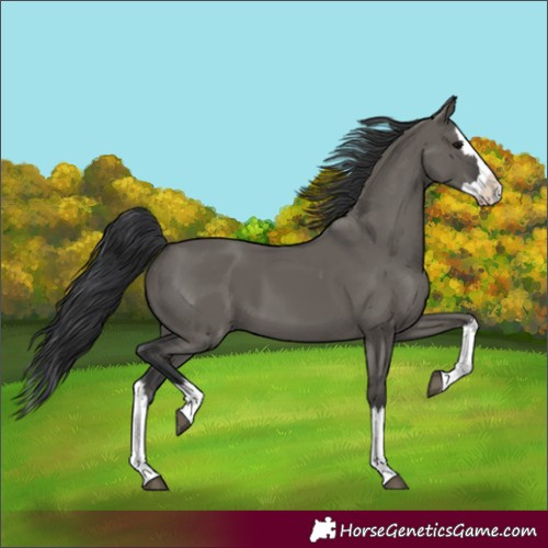 Horse Color:Grullo Splash 