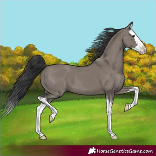 Horse Color:Grullo Splash 