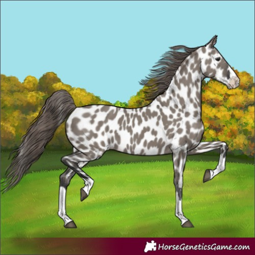 Horse Color:Grullo Splash Appaloosa 