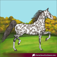 Horse Color:Grullo Splash Appaloosa 