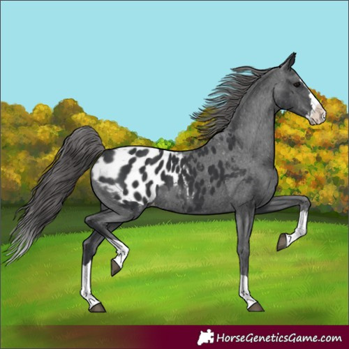 Horse Color:Black Splash Appaloosa 