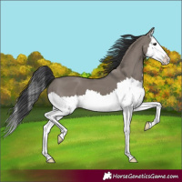 Horse Color:Grullo Splash 