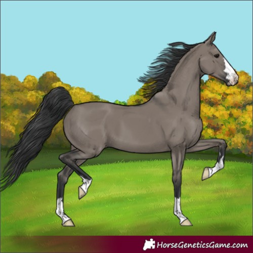 Horse Color:Grullo 