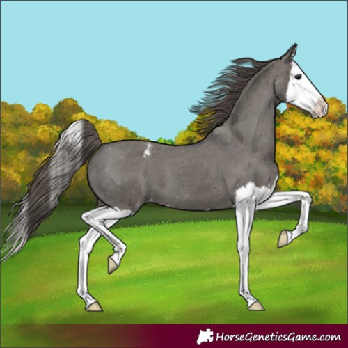 Horse Color:Grullo Splash Appaloosa 