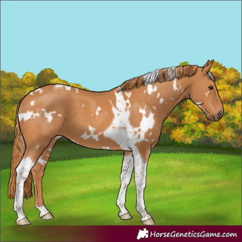 Horse Color:White Spotted Chestnut Tobiano 