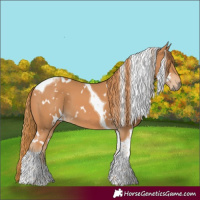 Horse Color:White Spotted Chestnut Tobiano