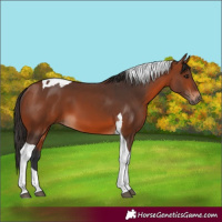 Horse Color:Bay Tobiano 