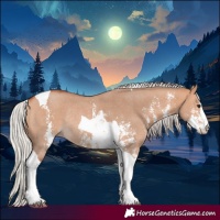 Horse Color:Silver Bay Dun Sabino Tobiano Rabicano 