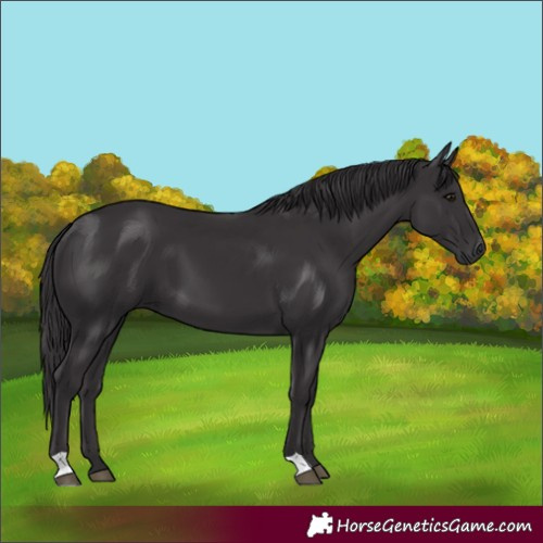 Horse Color:Smoky Black