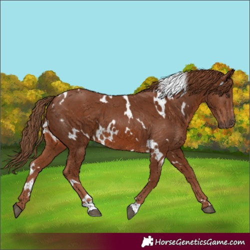 Horse Color:White Spotted Chestnut