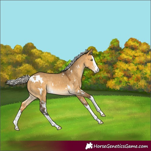 Horse Color:White Spotted Silver Buckskin Dun Splash Rabicano